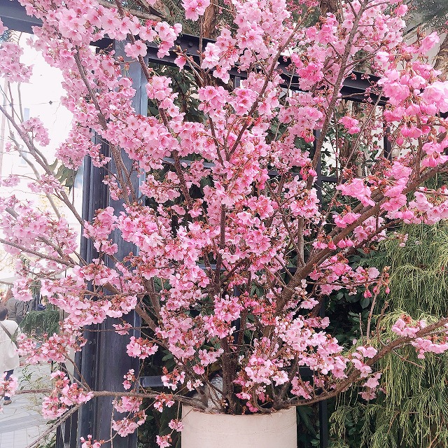 桜・土曜日の寒い日、冬みたいな天気なのに人が沢山。朝、すみれと出勤途中に